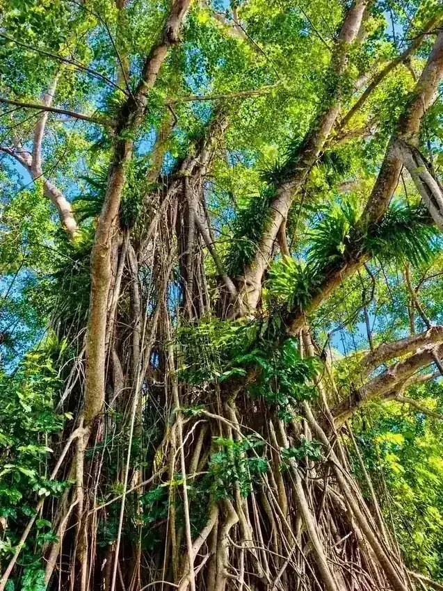 Majestic Banyan Canopy in Sunlight at Freshwater Plantation
