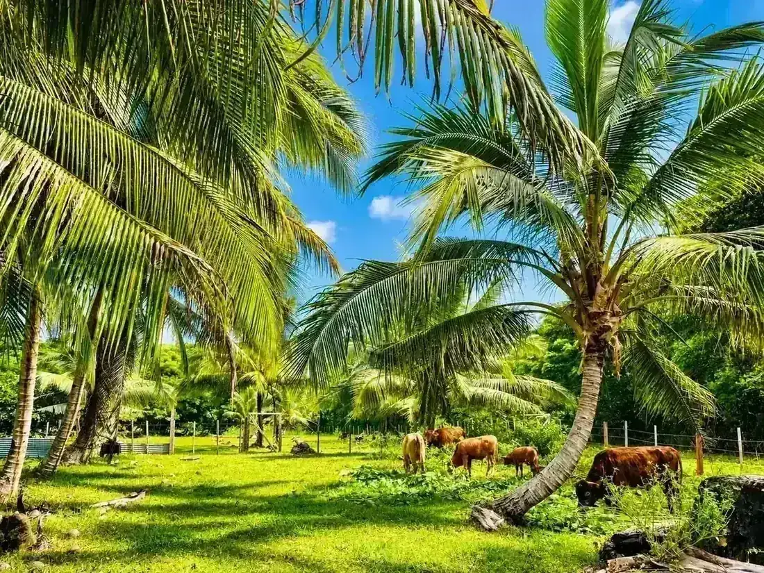 Freshwater Plantation island scenery